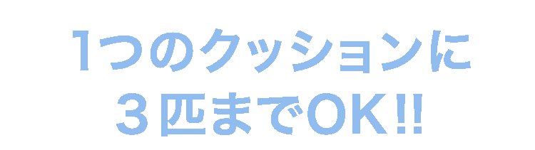 1つのクッションに3匹までOK!!